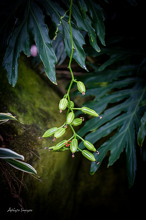 Victoria Butterfly Gardens