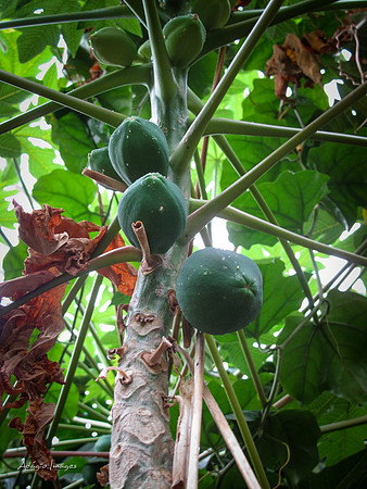 Victoria Butterfly Gardens