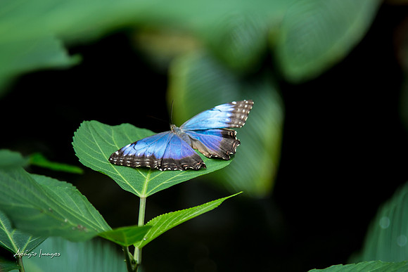 Victoria Butterfly Gardens