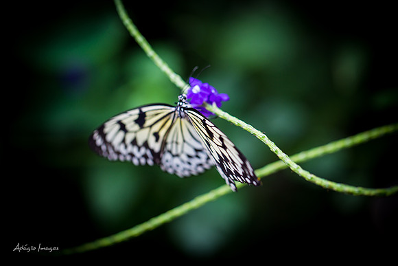 Victoria Butterfly Gardens