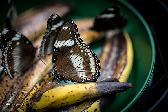 Victoria Butterfly Gardens