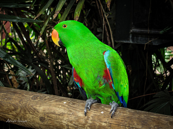 Victoria Butterfly Gardens