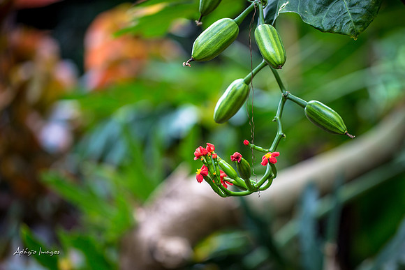 Victoria Butterfly Gardens