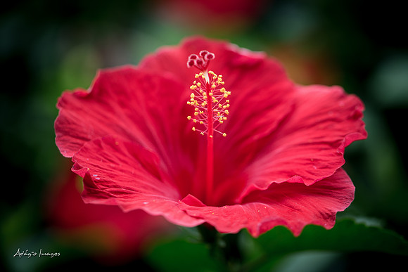 Victoria Butterfly Gardens