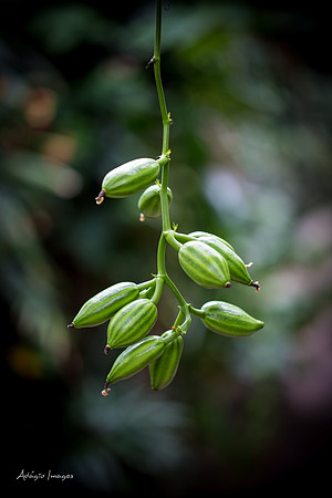 Victoria Butterfly Gardens