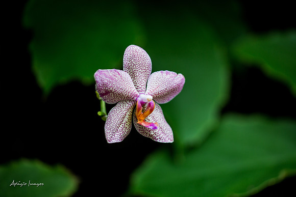 Victoria Butterfly Gardens