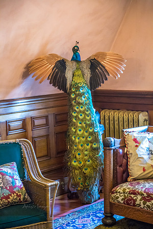 170801_Craigdarroch Castle_3492