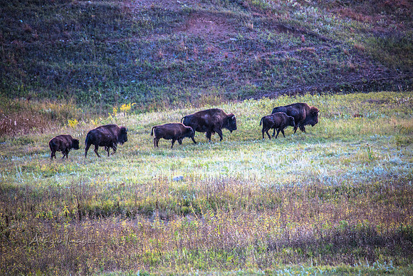 Custer State Park - Bison