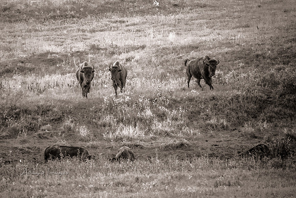 Custer State Park - Bison