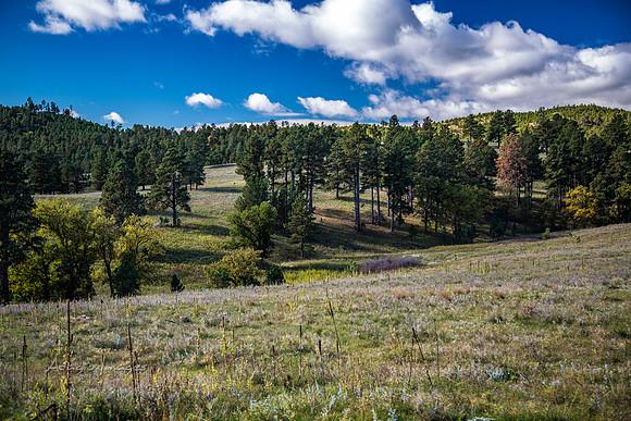 Custer State Park