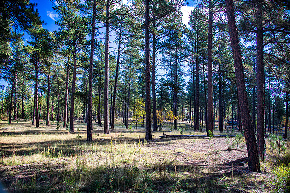 Custer State Park