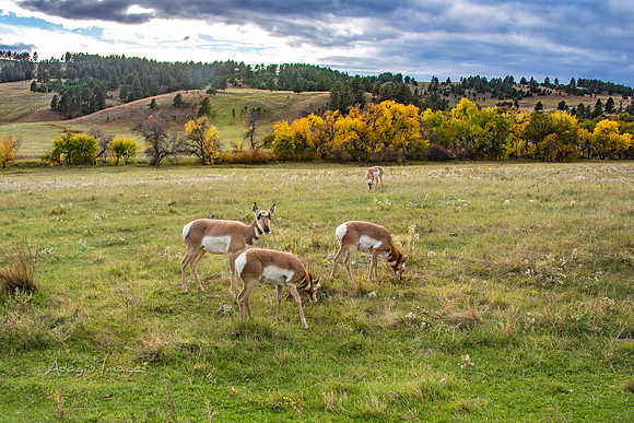 Custer State Park - Antelope
