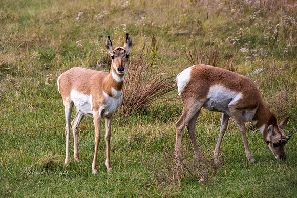 Custer State Park - Antelope