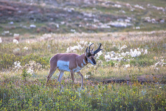 Custer State Park - Antelope