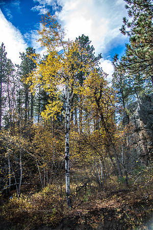 Custer State Park