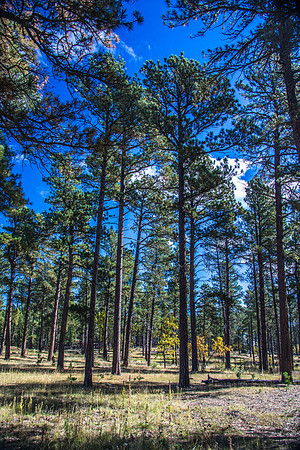 Custer State Park