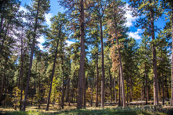Custer State Park