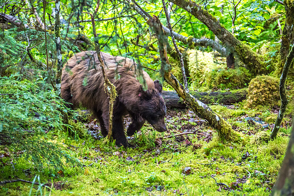 170727_Alaska_1979