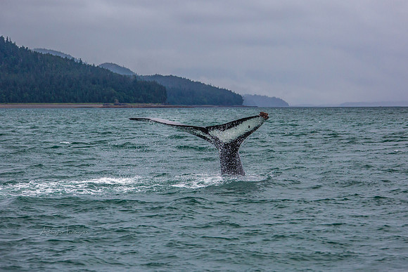 170727_Alaska_1803