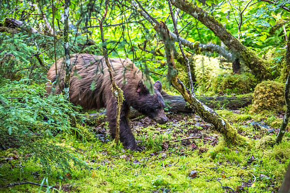 170727_Alaska_1976