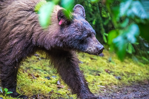 170727_Alaska_2031