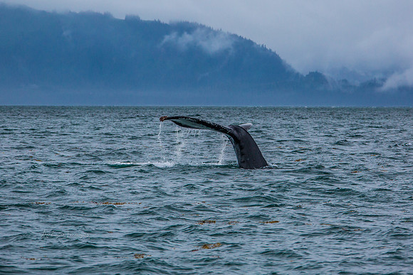 170727_Alaska_1820