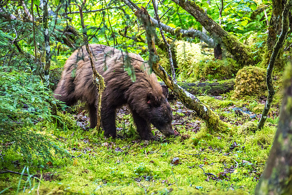 170727_Alaska_1985