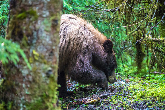 170727_Alaska_1946