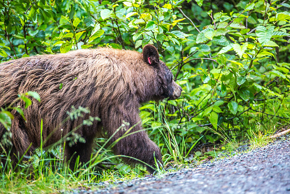 170727_Alaska_2008