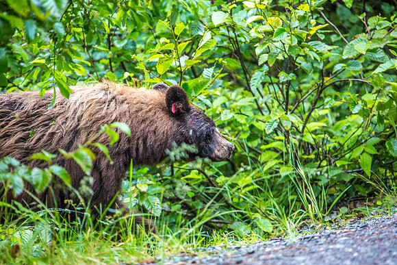 170727_Alaska_2004