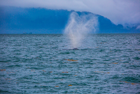 170727_Alaska_1816