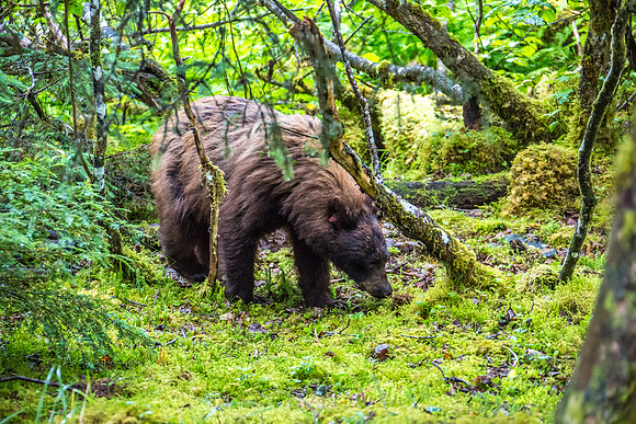 170727_Alaska_1982