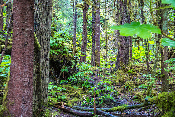 170727_Alaska_1890