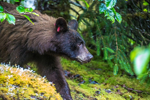 170727_Alaska_2024