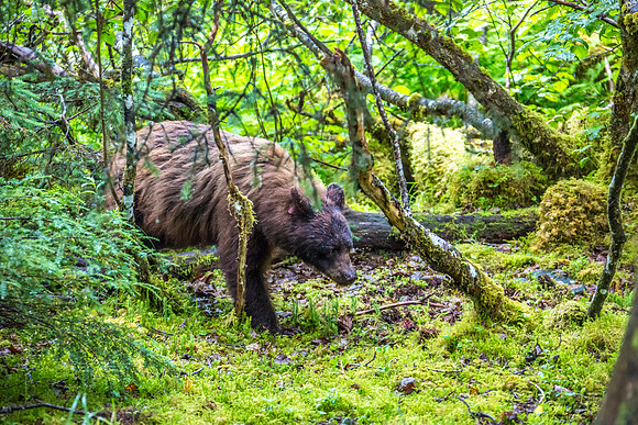 170727_Alaska_1980