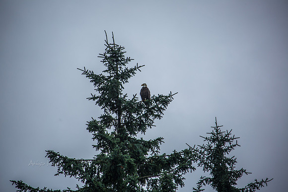170727_Alaska_1842