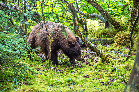 170727_Alaska_1984