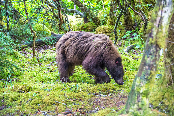 170727_Alaska_1994