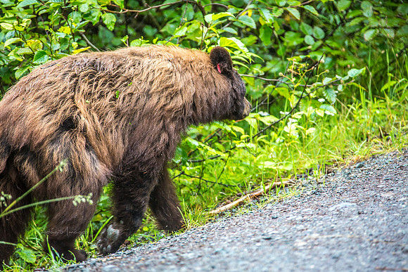 170727_Alaska_2012