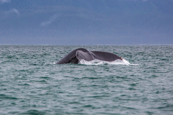 170727_Alaska_1767