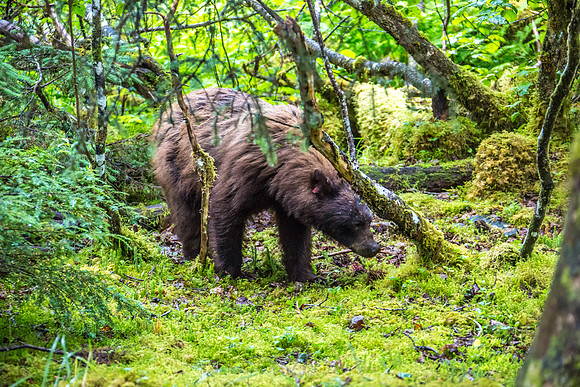 170727_Alaska_1981