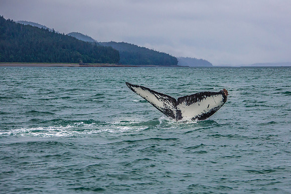 170727_Alaska_1808