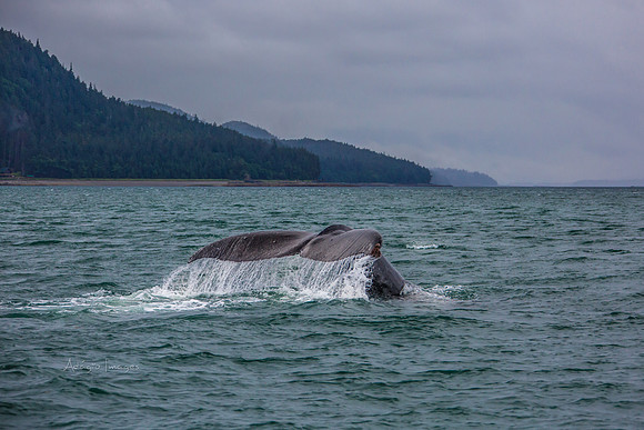 170727_Alaska_1802