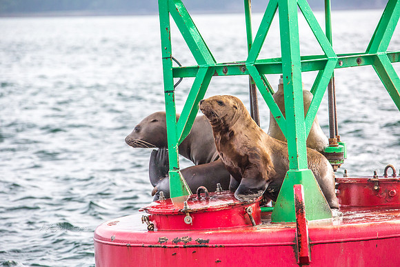 170727_Alaska_1723