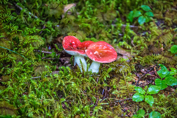 170727_Alaska_2060
