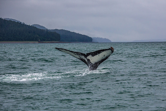 170727_Alaska_1804