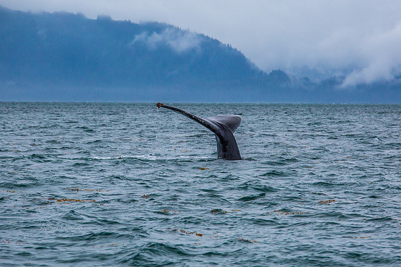 170727_Alaska_1821