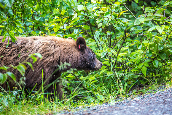 170727_Alaska_2005