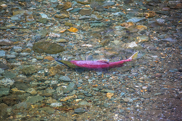 170727_Alaska_1871