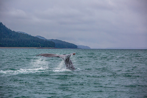 170727_Alaska_1805